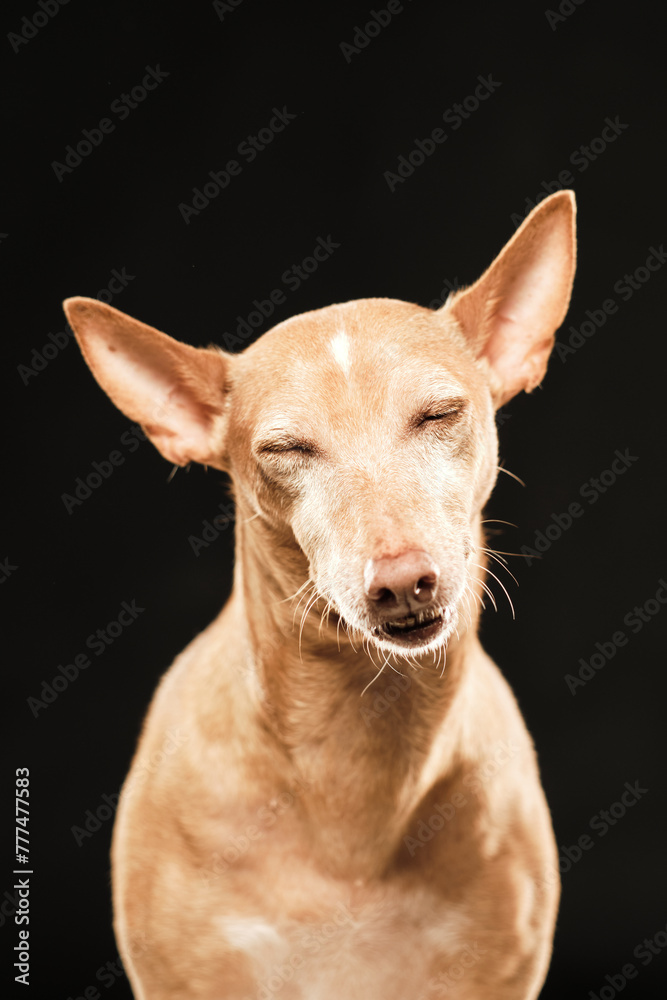 Brown dog hound with its ears rised up looking at camera with closed eyes in a black background