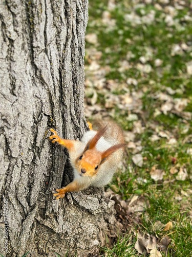 squirrel in the forest © Батырбек Абуов