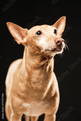 Brown dog hound with its ears rised up looking at camera with open motuh in a black background