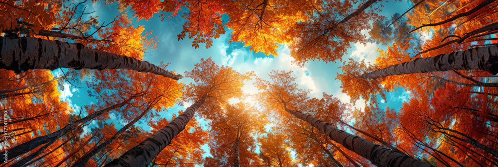 A view of the sky from below through tall trees in autumn colors, Clear blue sky and orange trees leaves seen from below., natural landscape	
 - obrazy, fototapety, plakaty 