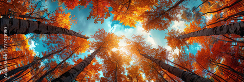 A view of the sky from below through tall trees in autumn colors, Clear blue sky and orange trees leaves seen from below., natural landscape	
 photo