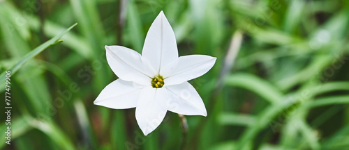Beautiful close-up of an ipheion uniflorum flower photo