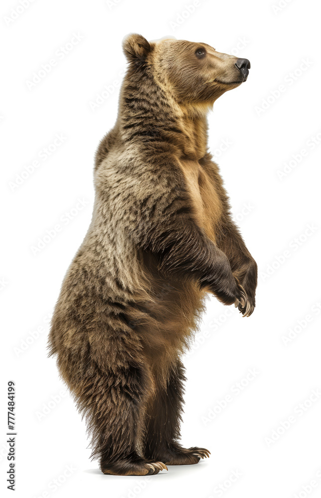 Fototapeta premium Erect brown bear side view on white