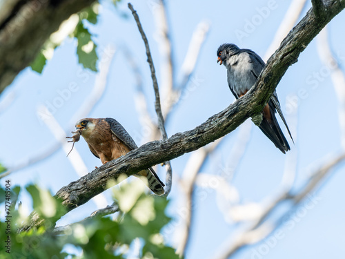 Männlicher Rotfußfalke (Falco vespertinus) hat als Brautgeschenk eine Maus an das Weibchen übergeben, weiblicher Rotfußfalke hat Maus im Schnabel