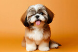full body Shih Tzu Dog winking and sticking out tongue on solid color bright background