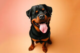 Rottweiler Dog winking and sticking out tongue on solid color bright background