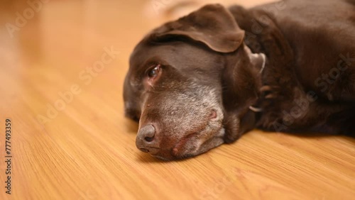 Old gray dog resting on the floor, close-up