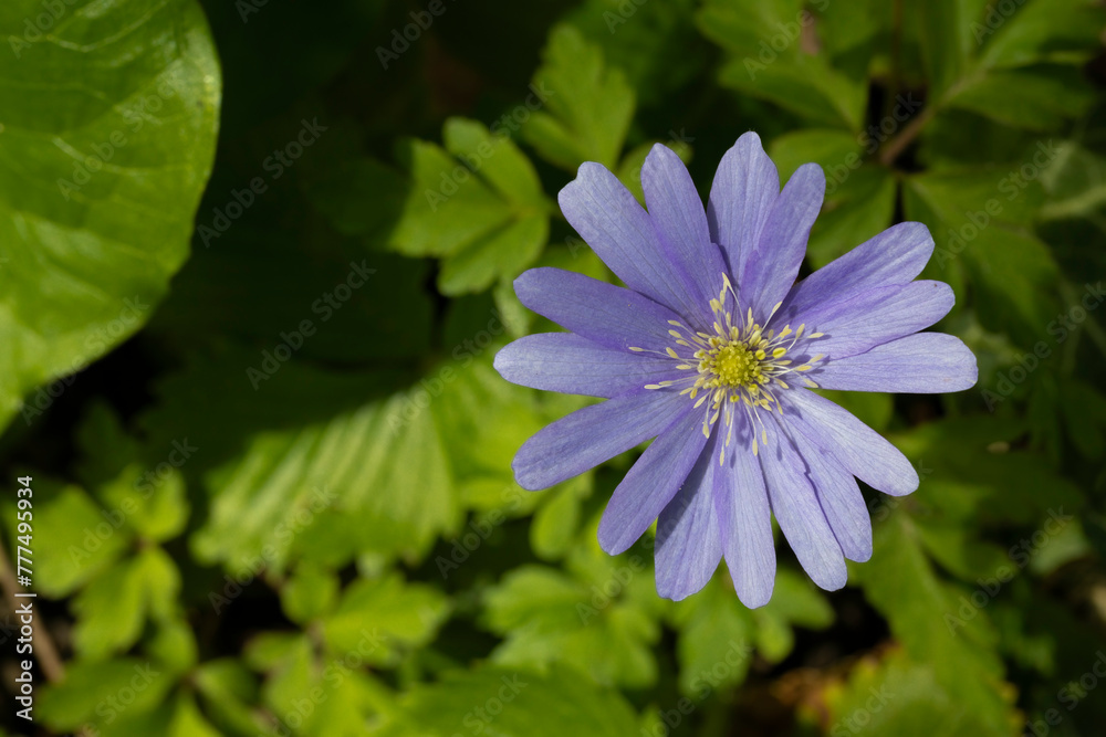 Blühende Anemone Blanda (Balkan-Windröschen) im Garten Blühende Anemone Blanda (Balkan-Windröschen) im Garten