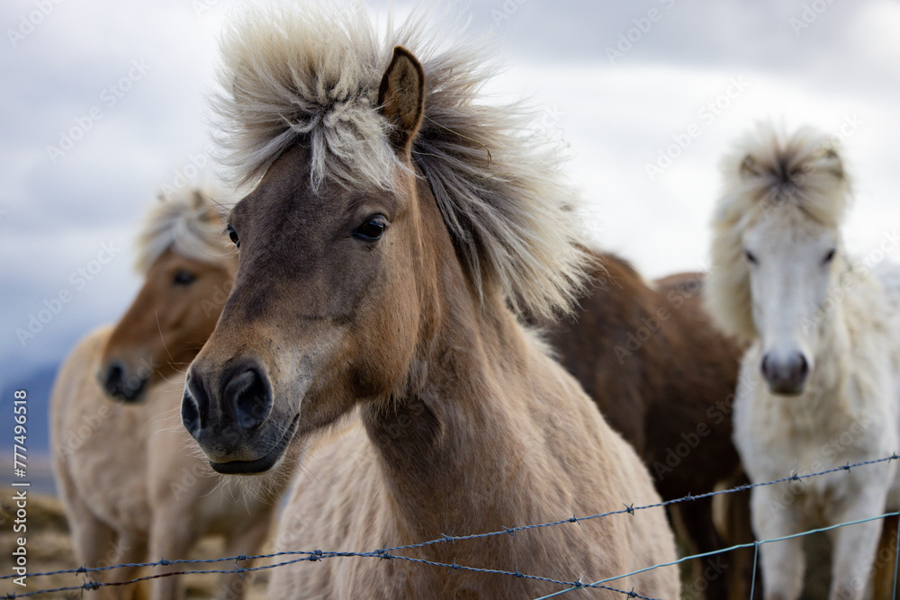 A group of horses, working animals adapted to grassland landscapes, stand behind a barbed wire fence under a cloudy sky. Iceland