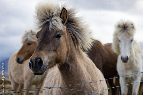 A group of horses, working animals adapted to grassland landscapes, stand behind a barbed wire fence under a cloudy sky. Iceland © Bogdan Pictures