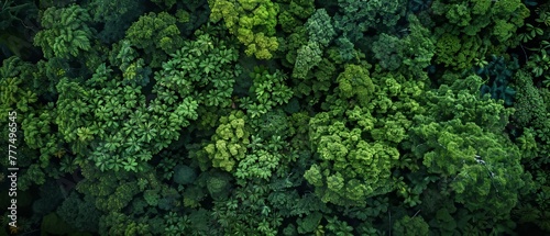 A high-altitude view of a lush forest, offering a uniform green texture for a natural summer backdrop with copy space © Shutter2U