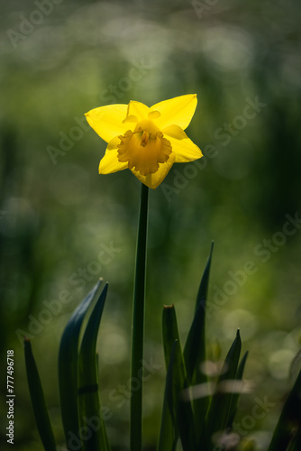 daffodils in the garden (ID: 777496718)