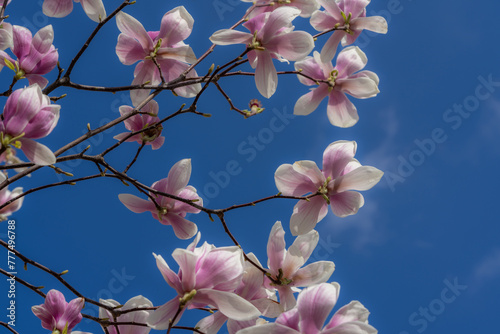 Pink magnolia blossoms against blue sky (ID: 777496788)