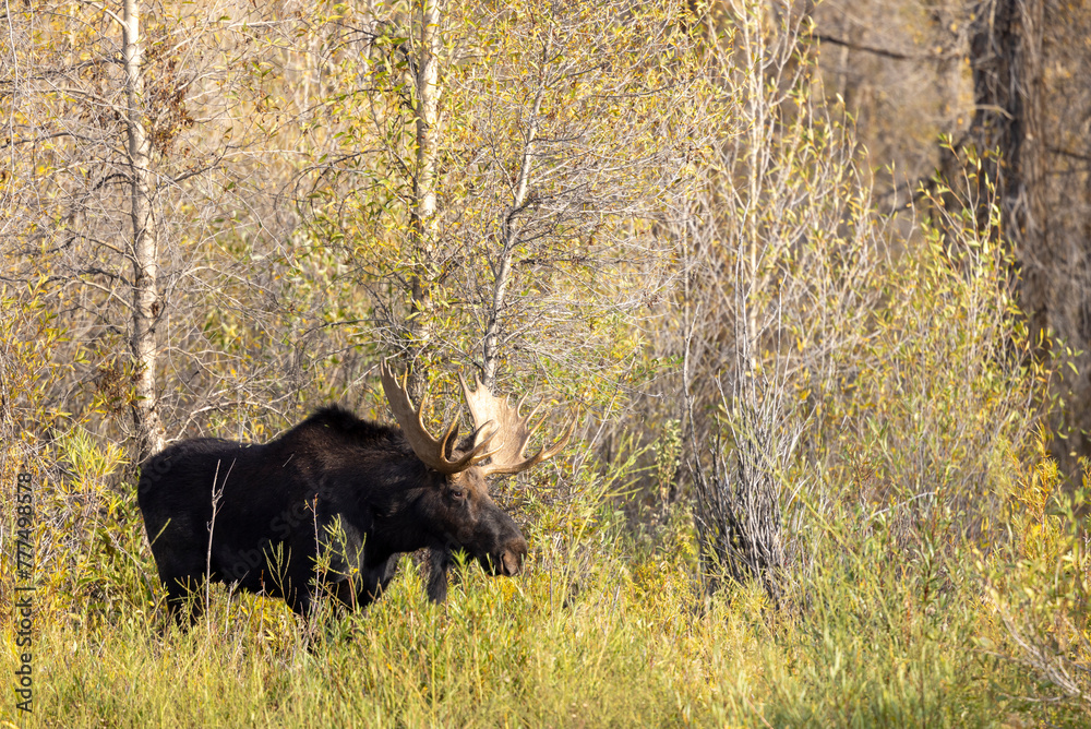 Bull Shiras Moose in Wyoming in Autumn Bull Shiras Moose in Wyoming in Autumn