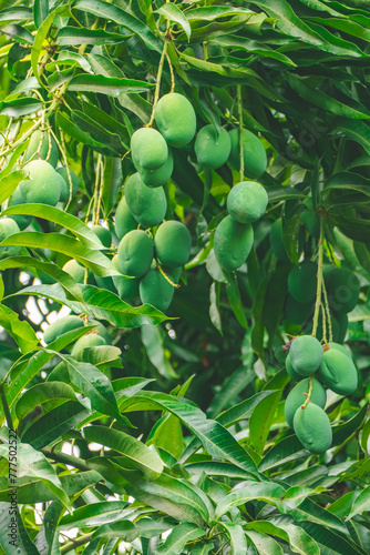 Mangoes on the tree