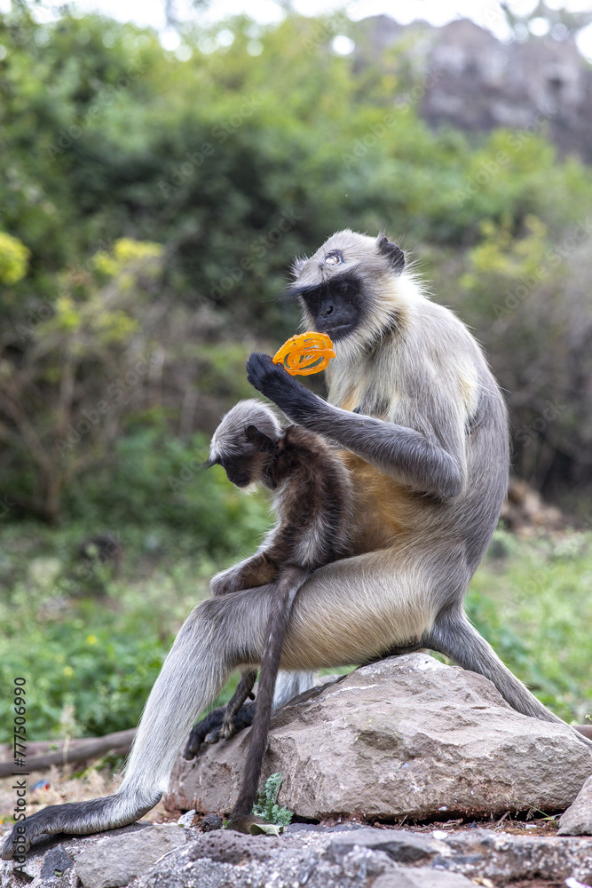 Female monkey with baby eating sweet in Daulatabad, Maharashtra, India