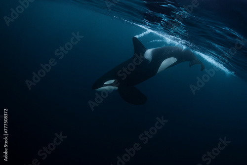 Orca (killer whale) swimming in the dark blue waters near Tromso, Norway.