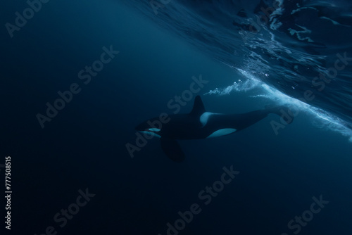 Orca  killer whale  swimming in the dark blue waters near Tromso  Norway.