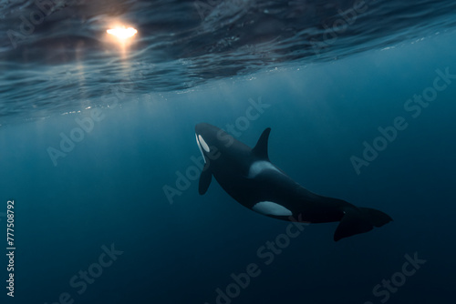 Orca (killer whale) swimming and looking up towards a flash of sunlight in the dark blue waters near Tromso, Norway.