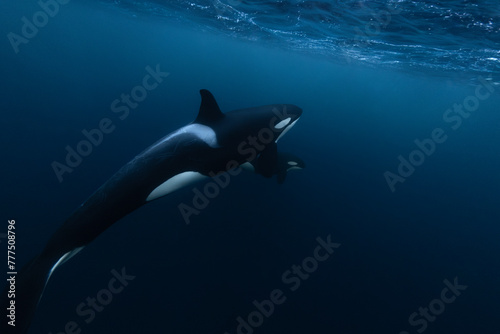 Orca (killer whale) mother and baby swimming in the dark blue waters near Tromso, Norway.