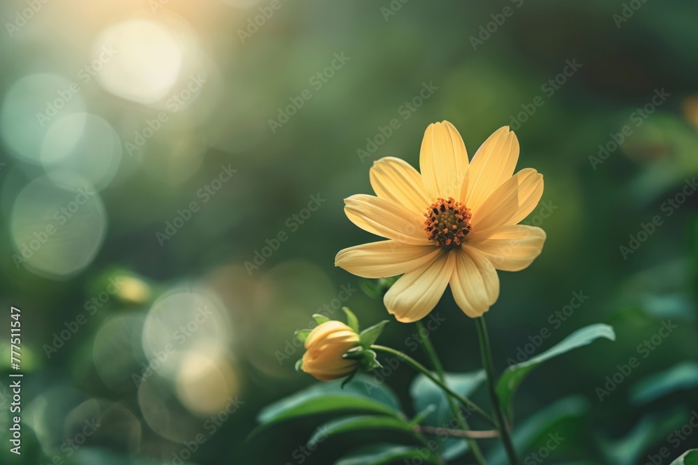 closeup, blooming flower in early morning light, new beginnings and healing, clear, empty background, spring closeup, blooming flower in early morning light, new beginnings and healing, clear, empty background, spring