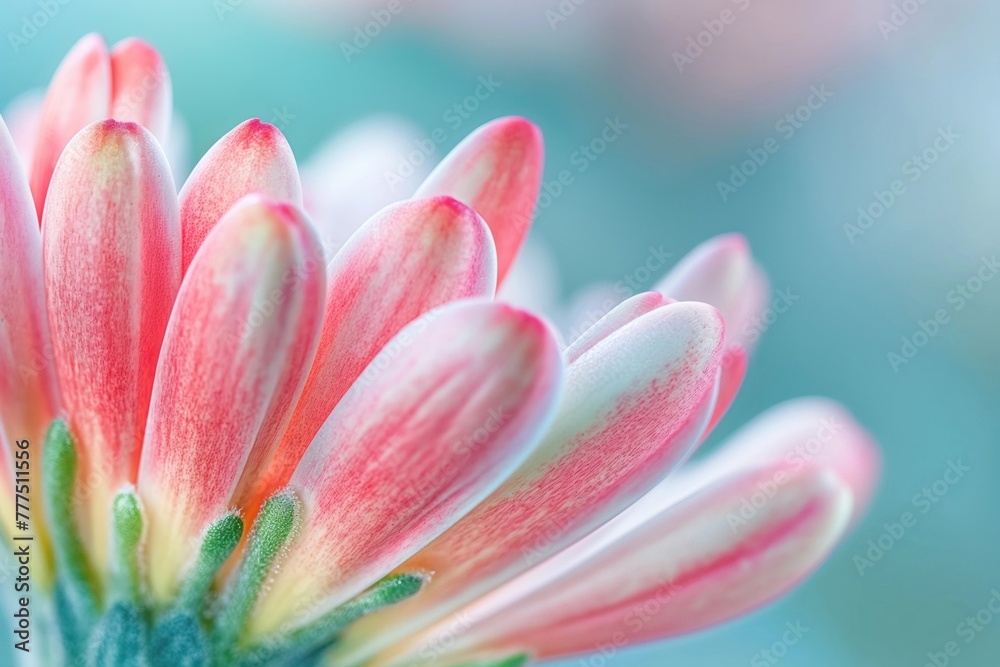 closeup, blooming flower in early morning light, new beginnings and healing, clear, empty background, spring