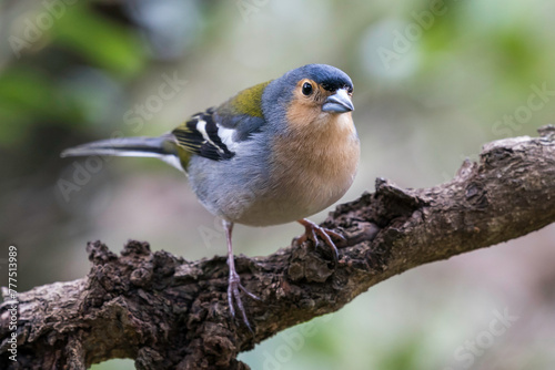 Madeira-Buchfink (Fringilla coelebs maderensis) 