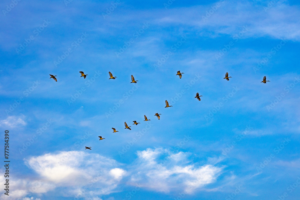 Birds flying over the Saloum river delta in Senegal Birds flying over the Saloum river delta in Senegal