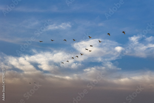 Birds flying over the Saloum river delta in Senegal photo