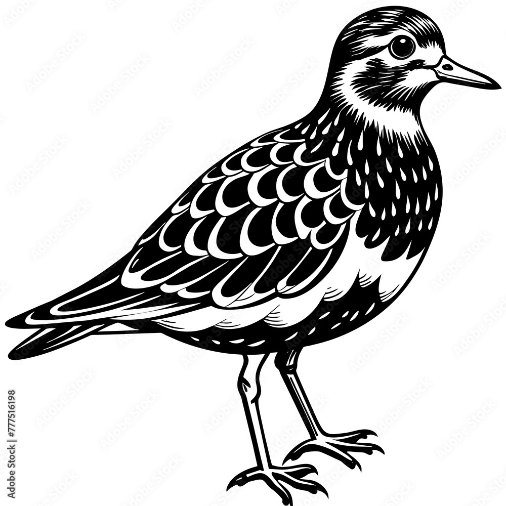 Obraz premium turnstone silhouette vector illustration,turnstone house,Cute cartoon turnstone characters,Holiday Silhouette,Hand drawn trendy Vector illustration,svg bat face