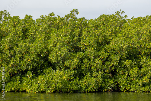 Mangrove on a waterway in Saloum, Senegal photo