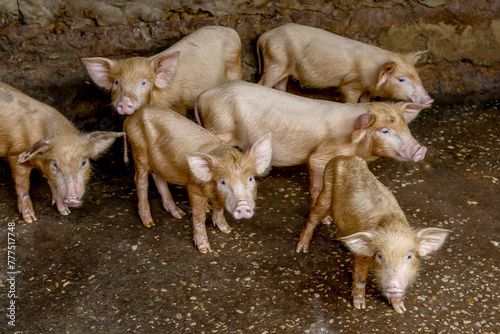 Pigslets in stable in Nguekhokh, Senegal photo