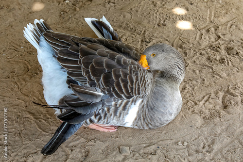 Goose raised in Fatick, Senegal photo