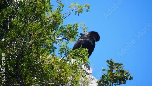 Cormorant bird perched in background