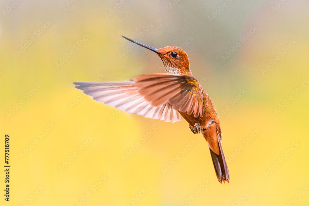 Fototapeta premium a hummingbird flies near a flower to feed