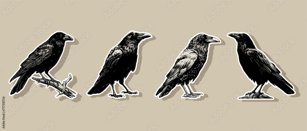 Fototapeta premium Raven black silhouette sticker set vector illustration isolated on white background Crow Flat Logo Icon Clipart