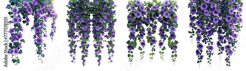 Set of vines and hanging purple flowers isolated on transparent or white background