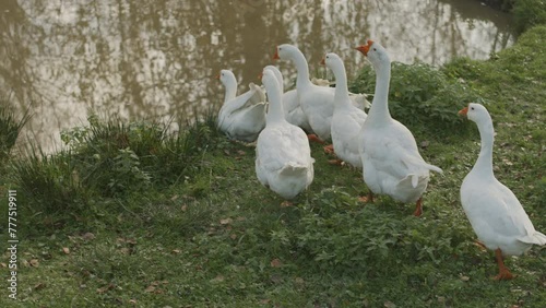 No people shot of flock of many white geese waddling one by one into river on farm