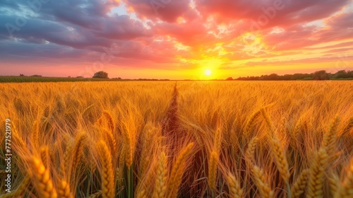  A sunset over a wheat field with a trail traversing its heart, leading to the setting sun