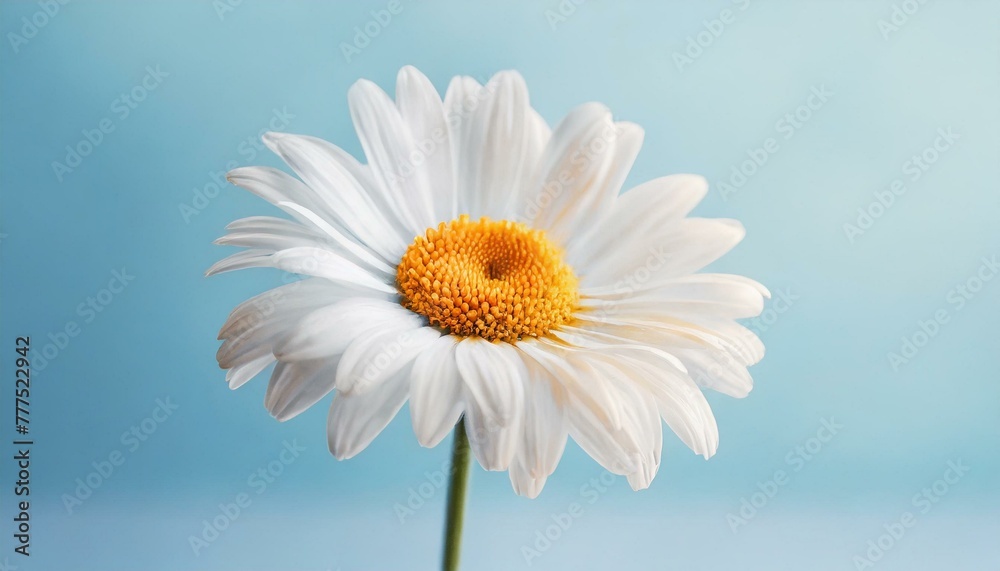 Beautiful chamomile daisy flower on neutral blue background. Minimalist floral concept with copy space. Creative still life summer, spring background Beautiful chamomile daisy flower on neutral blue background. Minimalist floral concept with copy space. Creative still life summer, spring background