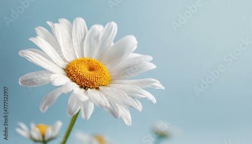 Beautiful chamomile daisy flower on neutral blue background. Minimalist floral concept with copy space. Creative still life summer, spring background
