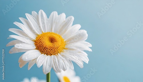 Beautiful chamomile daisy flower on neutral blue background. Minimalist floral concept with copy space. Creative still life summer  spring background