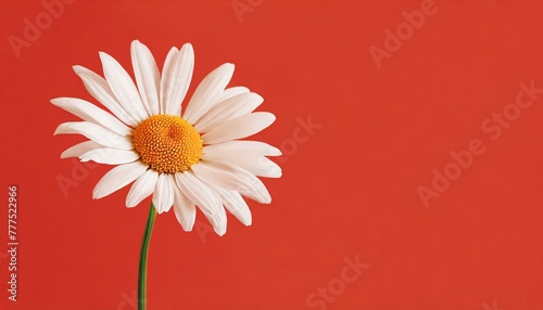 Beautiful chamomile daisy flower on neutral red background. Minimalist floral concept with copy space. Creative still life summer, spring background 