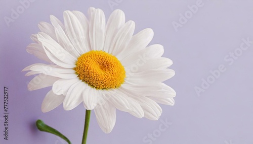 Beautiful chamomile daisy flower on neutral purple background. Minimalist floral concept with copy space. Creative still life summer  spring background