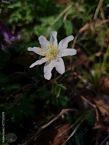 Anemone im Morgenlicht