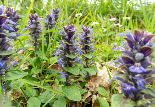 Ajuga reptans or bugle flowering plants with blue flowers. © photohampster