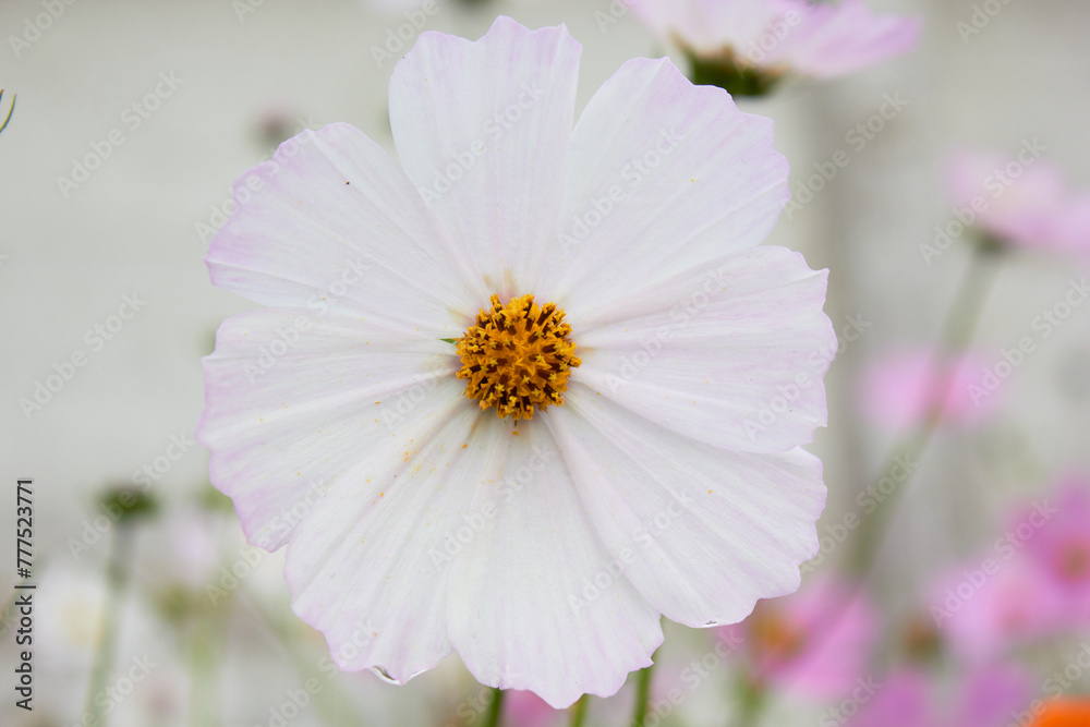 Cosmos flower (Cosmos Bipinnatus). Meadow summer flowers.
Cosmos flower (Cosmos Bipinnatus). Meadow summer flowers.