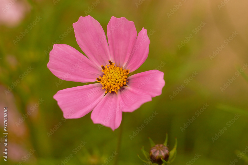 Pink cosmos flower (Cosmos Bipinnatus)on green background. Meadow summer flowers.
Pink cosmos flower (Cosmos Bipinnatus)on green background. Meadow summer flowers.