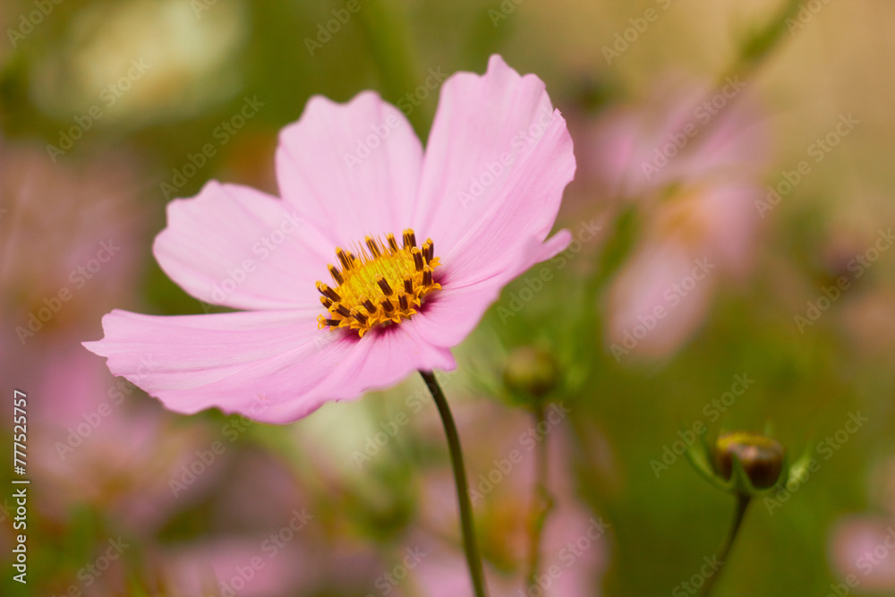 Pink cosmos flower (Cosmos Bipinnatus)on green background. Meadow summer flowers.
Pink cosmos flower (Cosmos Bipinnatus)on green background. Meadow summer flowers.