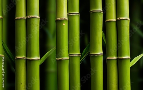 Dense bamboo forest showing natural symmetry